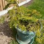 plants Image 2