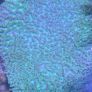 Metallic Galaxea coral LPS Image 3