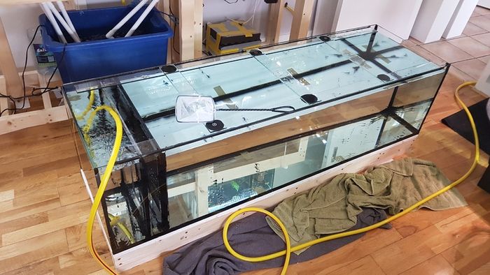 Custom Aquarium 300L (66gal)  160cmx48cmx41cm (LxWxH)