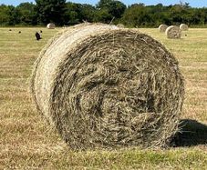Hay and haylage
