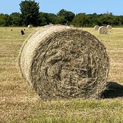 Hay and haylage