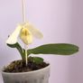 Paphiopedilum emersonii Image 2