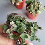 Cute little house plants. 5euro Image 8