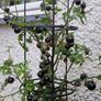 6 Black cherry tomatoes seeds per pack Image 2