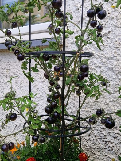 6 Black cherry tomatoes seeds per pack