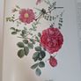 Flower Paintings Graham Stuart Thomas Image 6