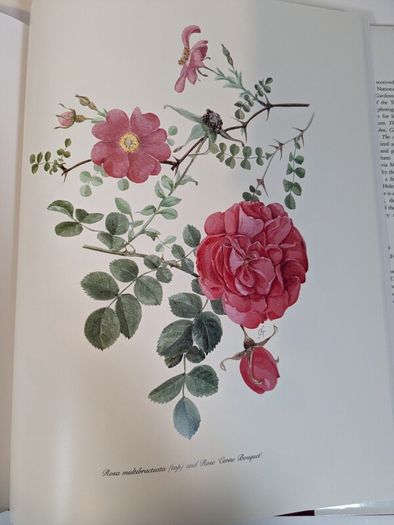 Flower Paintings Graham Stuart Thomas