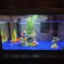 fish tank Image 3