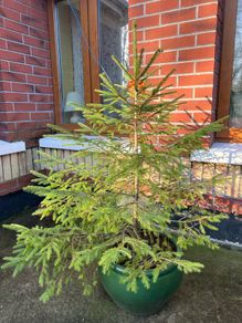 Fir tree