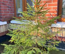 Fir tree