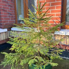 Fir tree