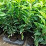 Portuguese Laurel Image 9