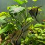 fluval Roma 240 litre Image 10