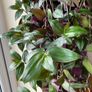 Plant - Houseplant- Tradescantia Zebrina Flame Dance Image 7