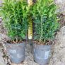 Box Hedging Image 2