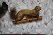 Pine Marten Taxidermy