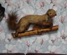 Pine Marten Taxidermy