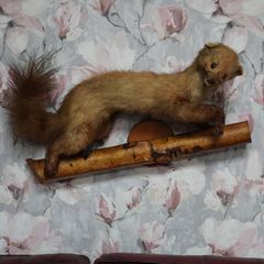 Pine Marten Taxidermy