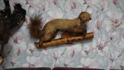 Pine Marten Taxidermy