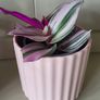 Tradescantia Nanouk. Image 4