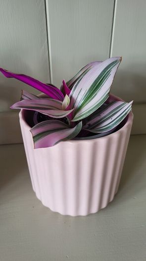 Tradescantia Nanouk.