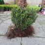 Box Hedging Image 3