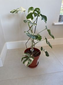 variegated monstera