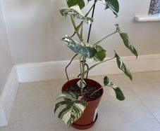 variegated monstera