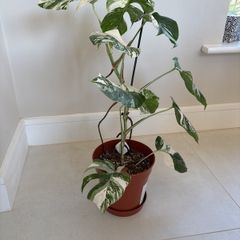 variegated monstera