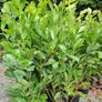 Portuguese laurel hedging 2euro Image 5