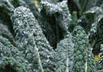 Kale 'Nero de Toscana' Irish Seeds