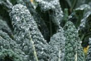 Kale 'Nero de Toscana' Irish Seeds