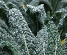 Kale 'Nero de Toscana' Irish Seeds