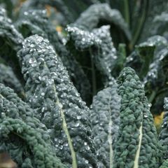 Kale 'Nero de Toscana' Irish Seeds