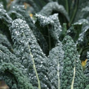 Kale 'Nero de Toscana' Irish Seeds