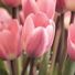 Tulip2014