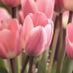 Tulip2014