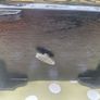 box antique Image 7