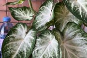 plants caladium