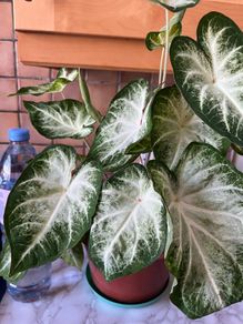 plants caladium