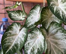 plants caladium