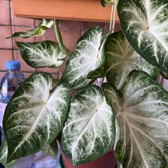 plants caladium