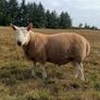 North Country Cheviot Rams Image 4