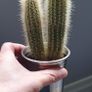 cactus Image 6