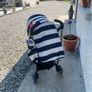 Cosatto stroller Image 5