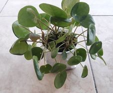 Chinese Money Plants - Pilea peperomioides