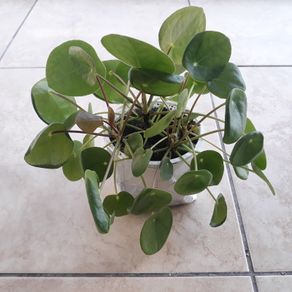 Chinese Money Plants - Pilea peperomioides