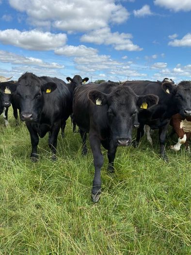 Angus bullocks