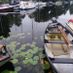 amelia29