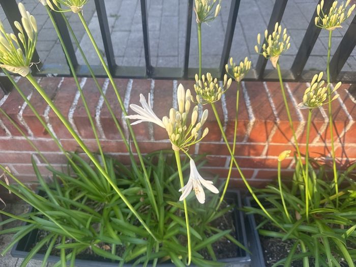 plant